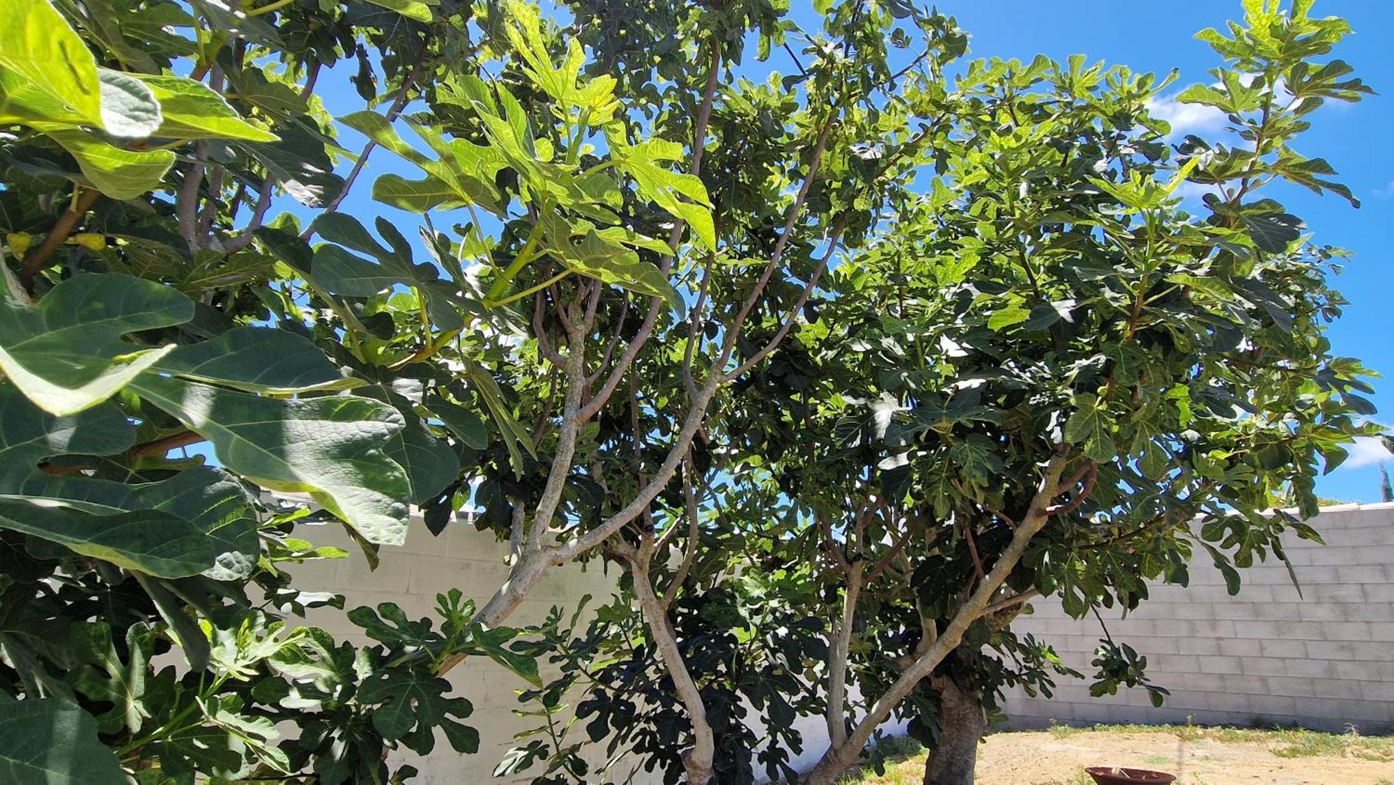 Casa Vacacional En Chiclana De La Frontera别墅 外观 照片